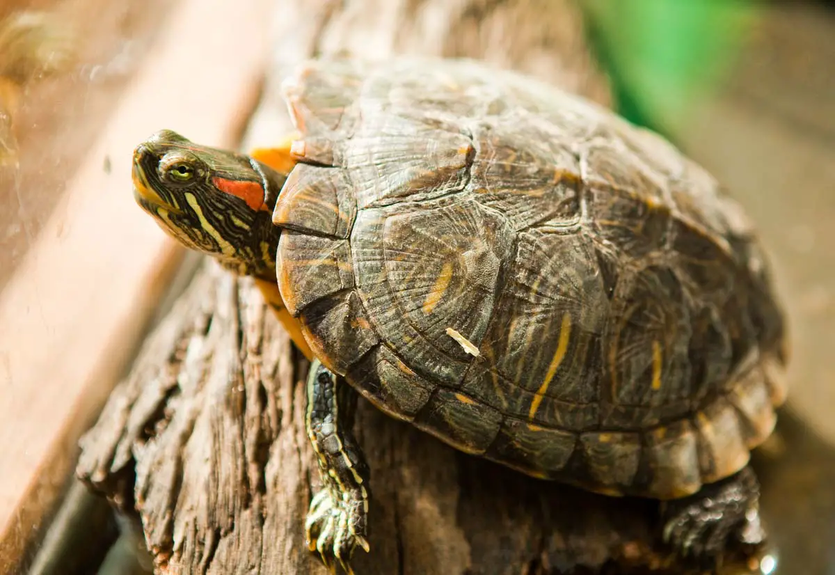 Terrapin Turtle Terrapin Turtle