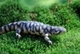 Wildlife and Animals in Pennsylvania 119 Home102