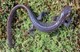 Wildlife and Animals in Pennsylvania 122 Home105