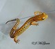 Wildlife and Animals in Pennsylvania 123 Home106