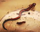 Wildlife and Animals in Pennsylvania 129 Home112