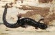Wildlife and Animals in Pennsylvania 130 Home113