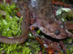 Wildlife and Animals in Pennsylvania 134 Home117