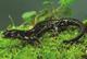 Wildlife and Animals in Pennsylvania 137 Home120