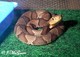 Wildlife and Animals in Pennsylvania 139 Home122