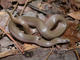 Wildlife and Animals in Pennsylvania 142 Home125