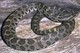 Wildlife and Animals in Pennsylvania 146 Home129
