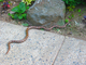 Wildlife and Animals in Pennsylvania 30 Home13