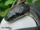 Wildlife and Animals in Pennsylvania 148 Home131