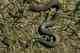 Wildlife and Animals in Pennsylvania 153 Home136