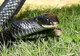 Wildlife and Animals in Pennsylvania 154 Home137
