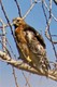 Wildlife and Animals in Pennsylvania 31 Home14