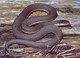 Wildlife and Animals in Pennsylvania 159 Home142