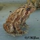 Wildlife and Animals in Pennsylvania 170 Home153