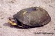 Wildlife and Animals in Pennsylvania 171 Home154