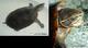 Wildlife and Animals in Pennsylvania 174 Home157