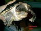 Wildlife and Animals in Pennsylvania 175 Home158