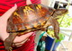 Wildlife and Animals in Pennsylvania 176 Home159