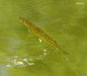 Wildlife and Animals in Pennsylvania 33 Home16