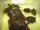 Wildlife and Animals in Pennsylvania 178 Home161