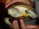 Wildlife and Animals in Pennsylvania 183 Home166