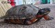 Wildlife and Animals in Pennsylvania 185 Home168