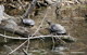 Wildlife and Animals in Pennsylvania 186 Home169