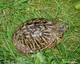 Wildlife and Animals in Pennsylvania 188 Home171