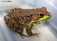 Wildlife and Animals in Pennsylvania 36 Home19