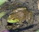 Wildlife and Animals in Pennsylvania 37 Home20