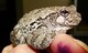 Wildlife and Animals in Pennsylvania 38 Home21