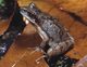 Wildlife and Animals in Pennsylvania 40 Home23