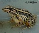 Wildlife and Animals in Pennsylvania 44 Home27