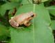 Wildlife and Animals in Pennsylvania 46 Home29