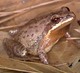 Wildlife and Animals in Pennsylvania 47 Home30