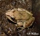 Wildlife and Animals in Pennsylvania 48 Home31