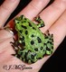 Wildlife and Animals in Pennsylvania 49 Home32