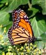 Wildlife and Animals in Pennsylvania 51 Home34