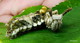 Wildlife and Animals in Pennsylvania 53 Home36