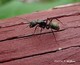 Wildlife and Animals in Pennsylvania 55 Home38