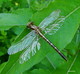 Wildlife and Animals in Pennsylvania 57 Home40