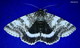 Wildlife and Animals in Pennsylvania 74 Home57