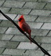 Wildlife and Animals in Pennsylvania 23 Home6