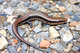 Wildlife and Animals in Pennsylvania 83 Home66