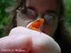 Wildlife and Animals in Pennsylvania 85 Home68
