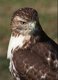 Wildlife and Animals in Pennsylvania 24 Home7