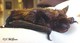 Wildlife and Animals in Pennsylvania 87 Home70