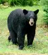Wildlife and Animals in Pennsylvania 88 Home71