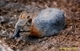 Wildlife and Animals in Pennsylvania 90 Home73