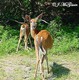 Wildlife and Animals in Pennsylvania 91 Home74